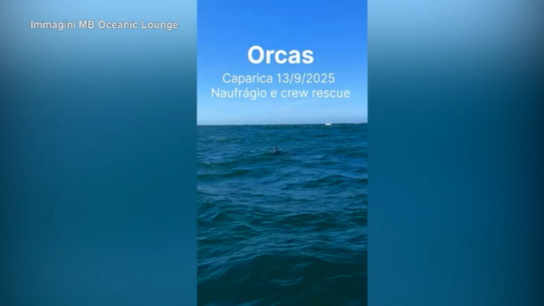 Portogallo, un branco di orche sperona e affonda una barca a vela