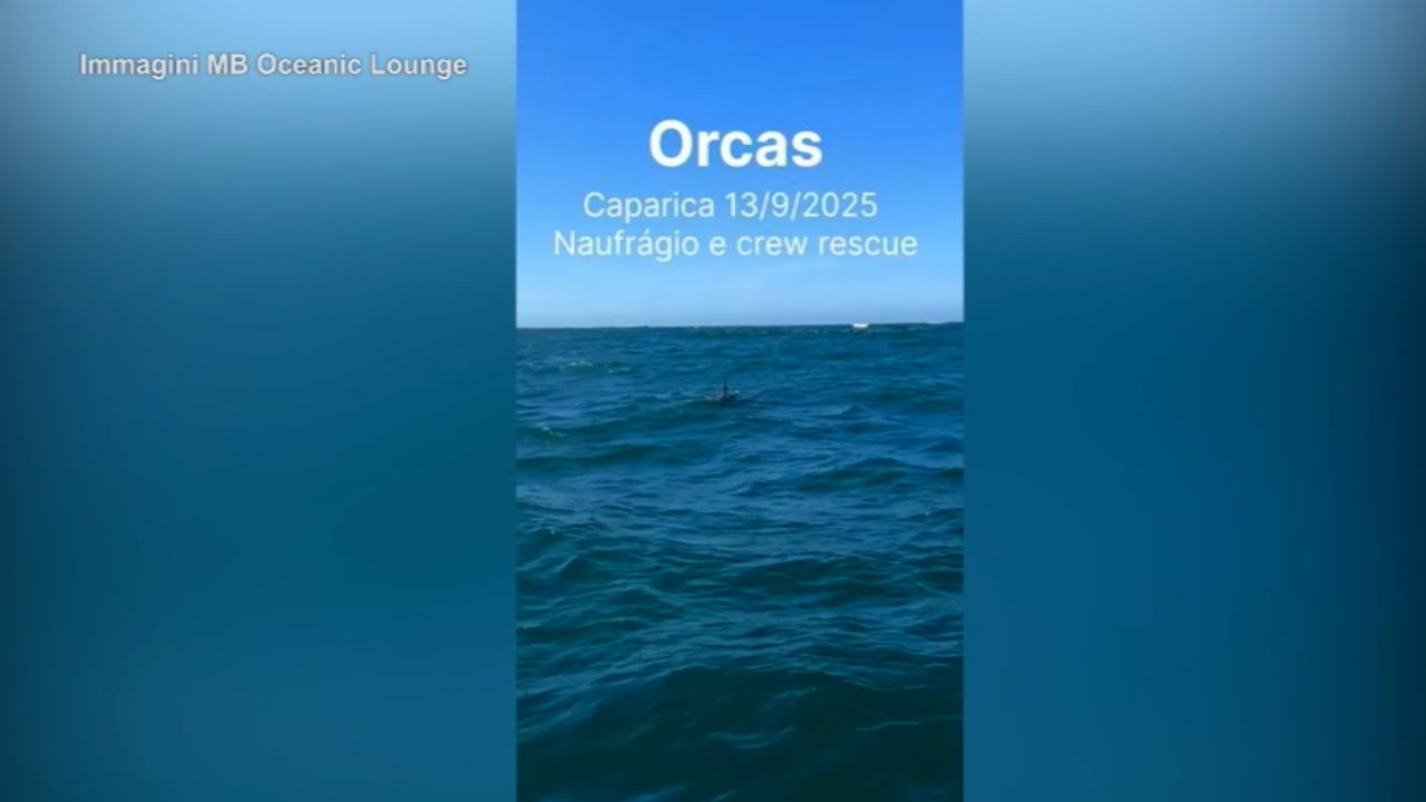 Portogallo, un branco di orche sperona e affonda una barca a vela Portogallo, un branco di orche sperona e affonda una barca a vela