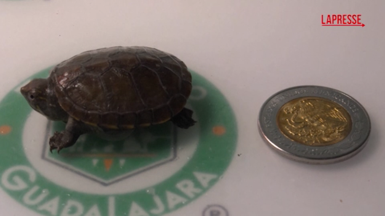 Messico, allo zoo di Guadalajara nasce la tartaruga più piccola del mondo, è lunga 10 cm
