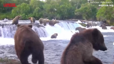 Alaska, si elegge l’orso più grasso dell’anno: la “sfilata” del concorso Fat Bear Week