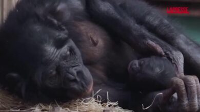Regno Unito: nello zoo di Twycross nasce cucciolo di bonobo, il primate più simile all'uomo