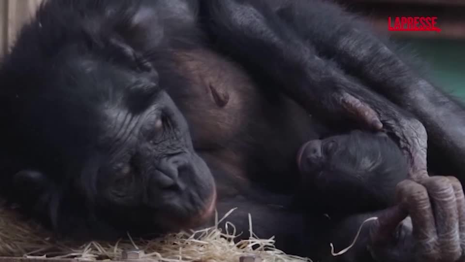 Regno Unito: nello zoo di Twycross nasce cucciolo di bonobo, il primate più simile all Regno Unito: nello zoo di Twycross nasce cucciolo di bonobo, il primate più simile all