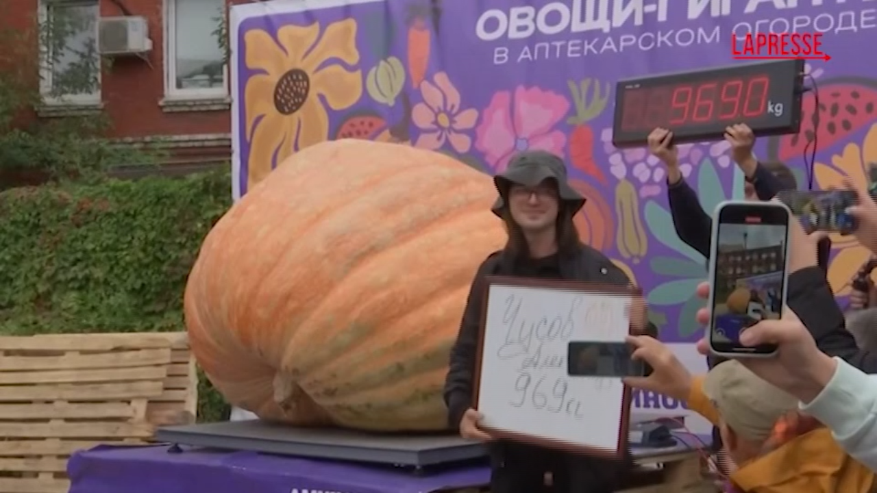 russia un agricoltore coltiva una zucca gigante da quasi una tonnellata