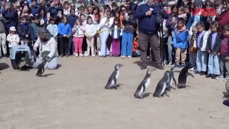 Uruguay, rilasciati in mare a Punta del Este nove pinguini di Magellano