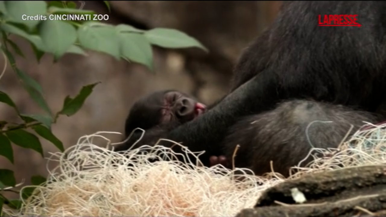 usa nato un cucciolo di gorilla allo zoo di cincinnati