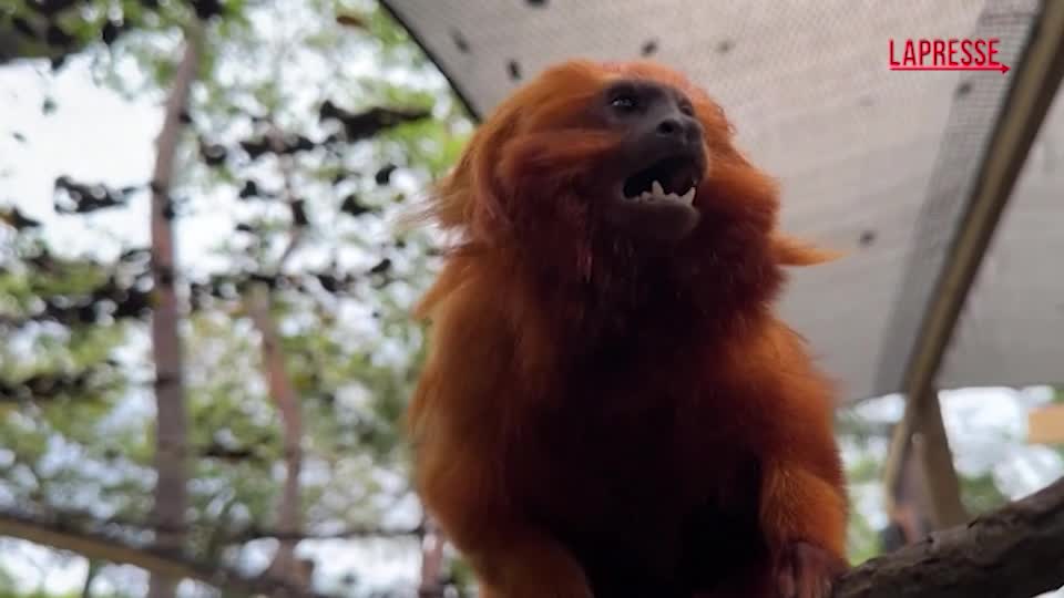 Palm Beach, alla scoperta di leontocebi e bradipi nello zoo della Florida