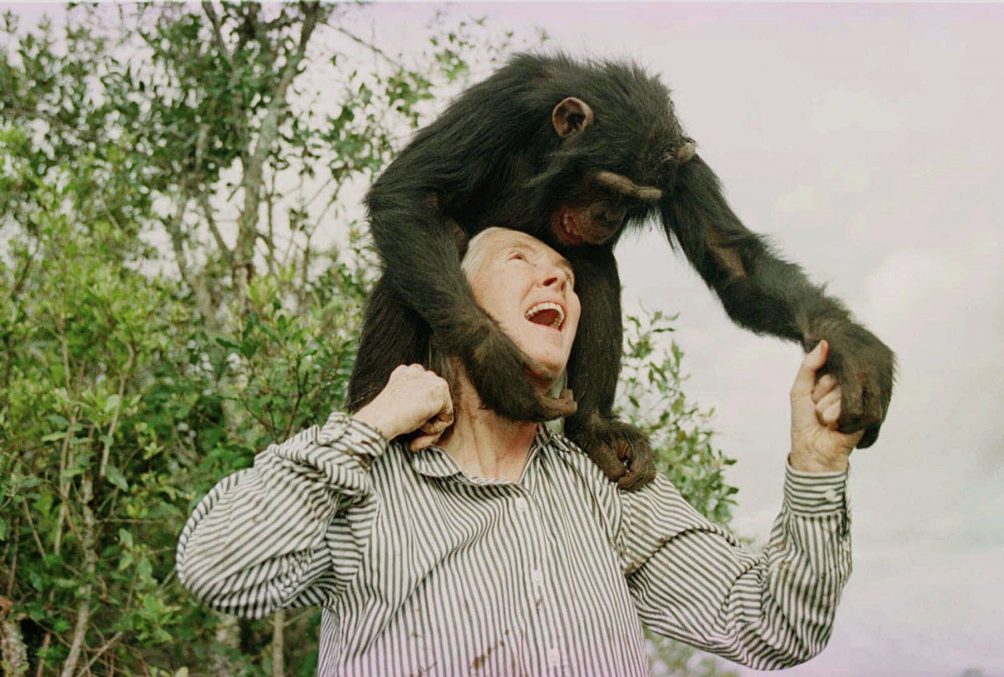 E’ morta Jane Goodall, etologa celebre per gli studi sugli scimpanzé: aveva 91 anni
