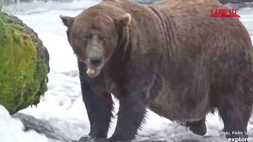 chunk trionfa nella fat bear week l orso bruno vince il titolo di pi249 grasso dell alaska