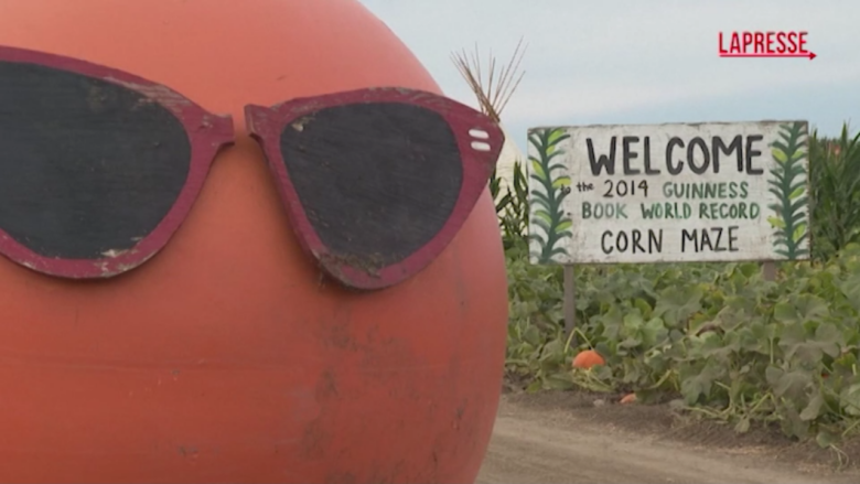 Usa, riapre il maxi labirinto di mais in California: omaggio agli agricoltori