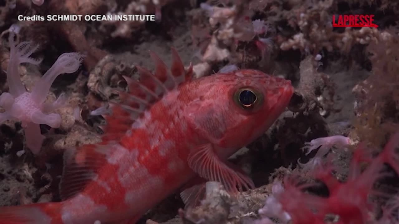 Uruguay, scienziati esplorano oceano a 1.200 metri di profondità: le immagini della ricchezza di vita marina