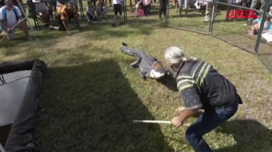 Usa, in Florida va in scena il 'Festival degli alligatori'