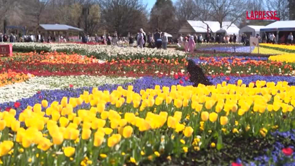 Australia, un milione di fiori in mostra alla più grande festa di primavera