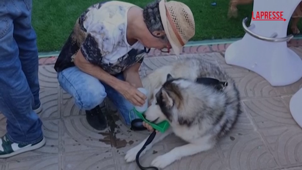 A Santo Domingo la raccolta fondi per un rifugio per animali