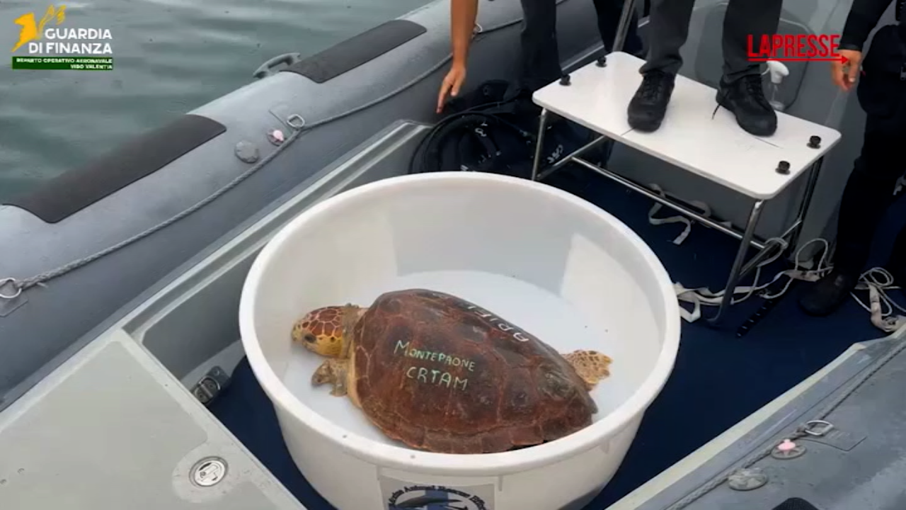 vibo valentia torna in mare la tartaruga ariel