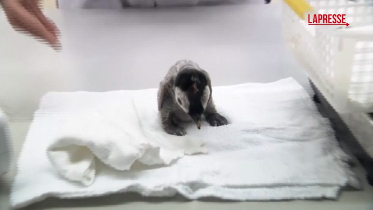 Giappone, cucciolo di pinguino debutta al parco di Shirahama