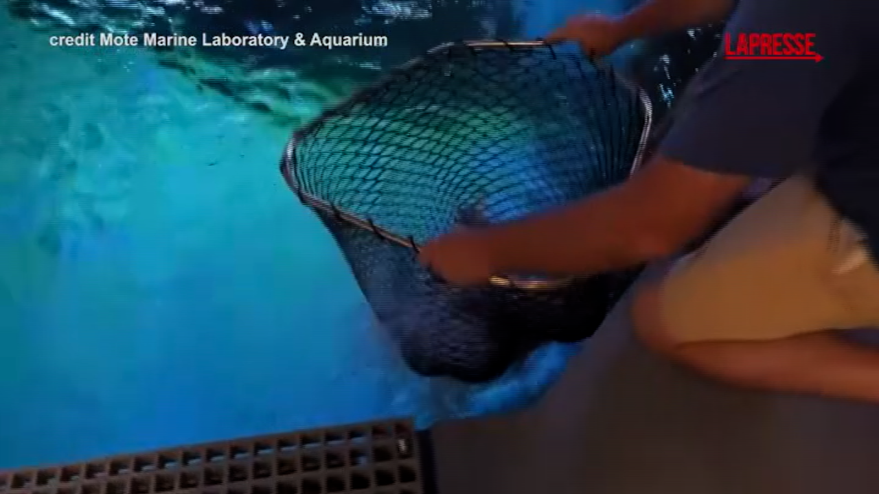 Florida, centinaia di animali marini trasferiti nel nuovo acquario