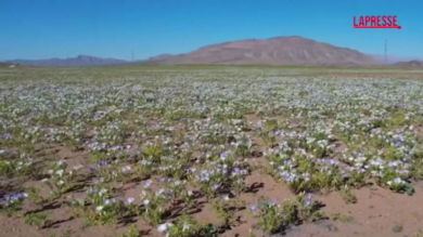 Cile, fiori nel deserto più arido della Terra: le spettacolari immagini da Atacama