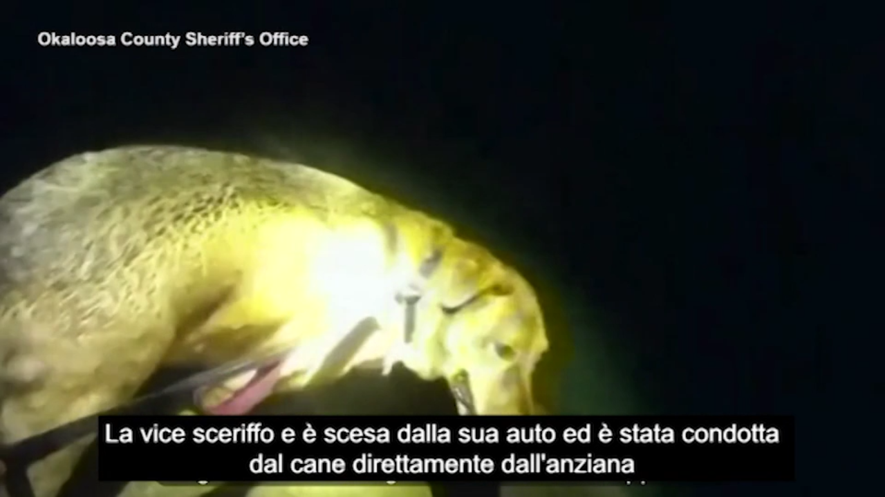 florida cane aiuta agente a trovare e salvare un8217anziana ferita le immagini