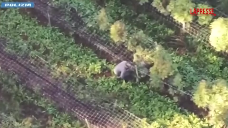 Verona, scoperto laboratorio di droga e piantagione con 1000 piante di cannabis