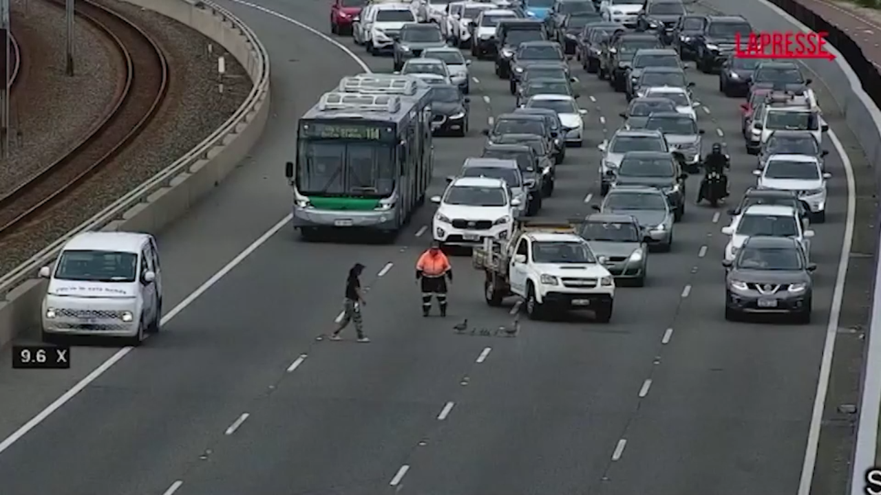 Australia, famiglia di anatre blocca il traffico su autostrada a Perth Australia, famiglia di anatre blocca il traffico su autostrada a Perth