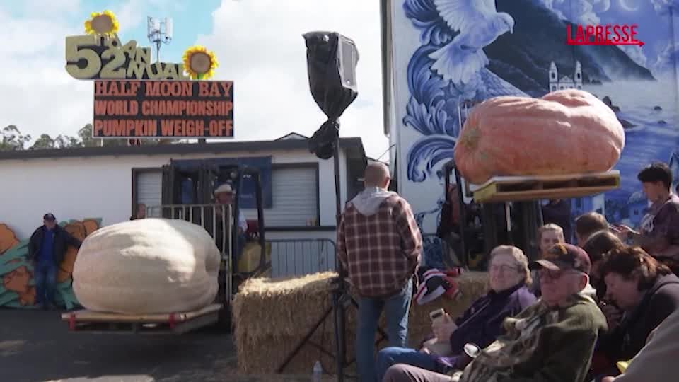 Halloween, zucca da record in California: oltre una tonnellata Halloween, zucca da record in California: oltre una tonnellata