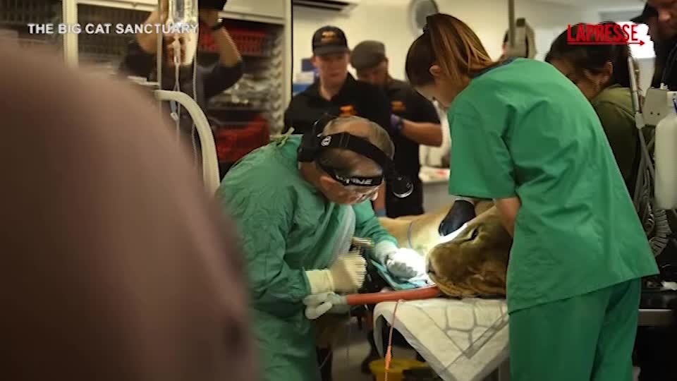 regno unito una leonessa dal dentista il video dell8217intervento