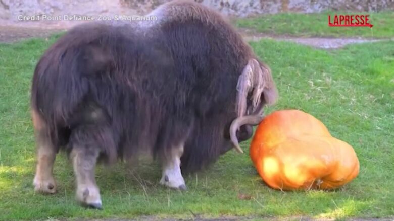 Usa, lo zoo di Tacoma si prepara a Halloween: una zucca di 95 kg in regalo al bue muschiato Hudson
