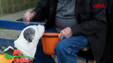 Usa, in Michigan cani 'travestiti' per 'Howloween': le immagini della festa