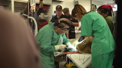 Regno Unito, leonessa operata ai denti: l’intervento al Big Cat Sanctuary del Kent