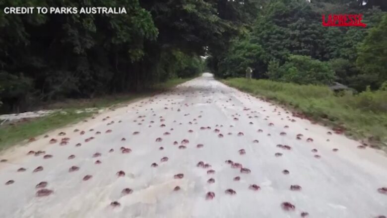 Australia, la spettacolare migrazione dei granchi rossi dell'Isola di Natale