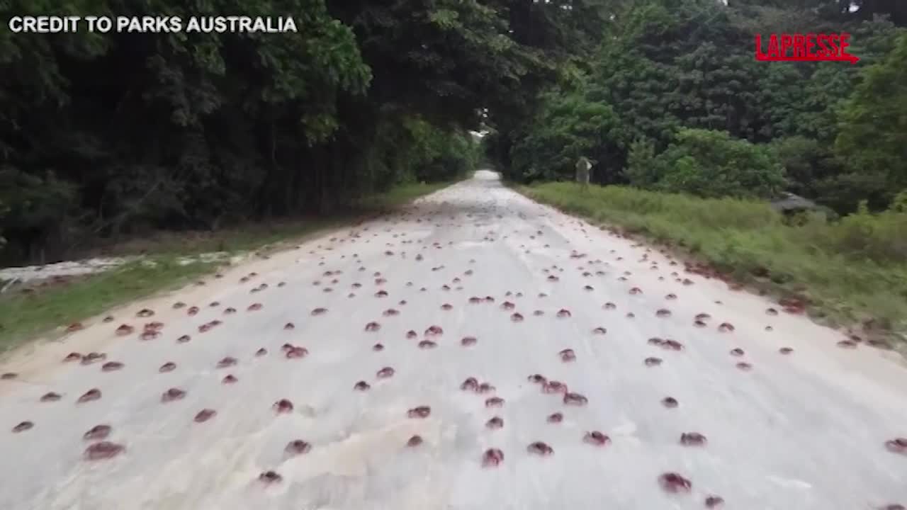 Australia, la spettacolare migrazione dei granchi rossi dell Australia, la spettacolare migrazione dei granchi rossi dell