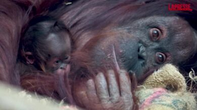 Raro orango nato allo zoo di Chester: il tenero abbraccio della mamma