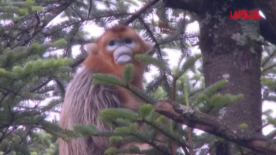 Cina, la scimmia dorata non rischia più l'estinzione: le immagini degli esemplari più belli