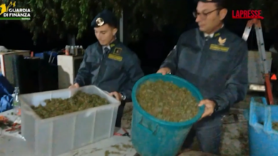 Napoli, scoperta una 'fabbrica' per la lavorazione della cannabis: le immagini