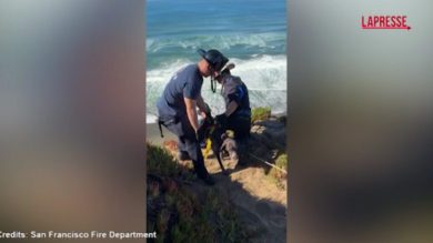 San Francisco, cane rimane bloccato su una scogliera: le immagini del salvataggio
