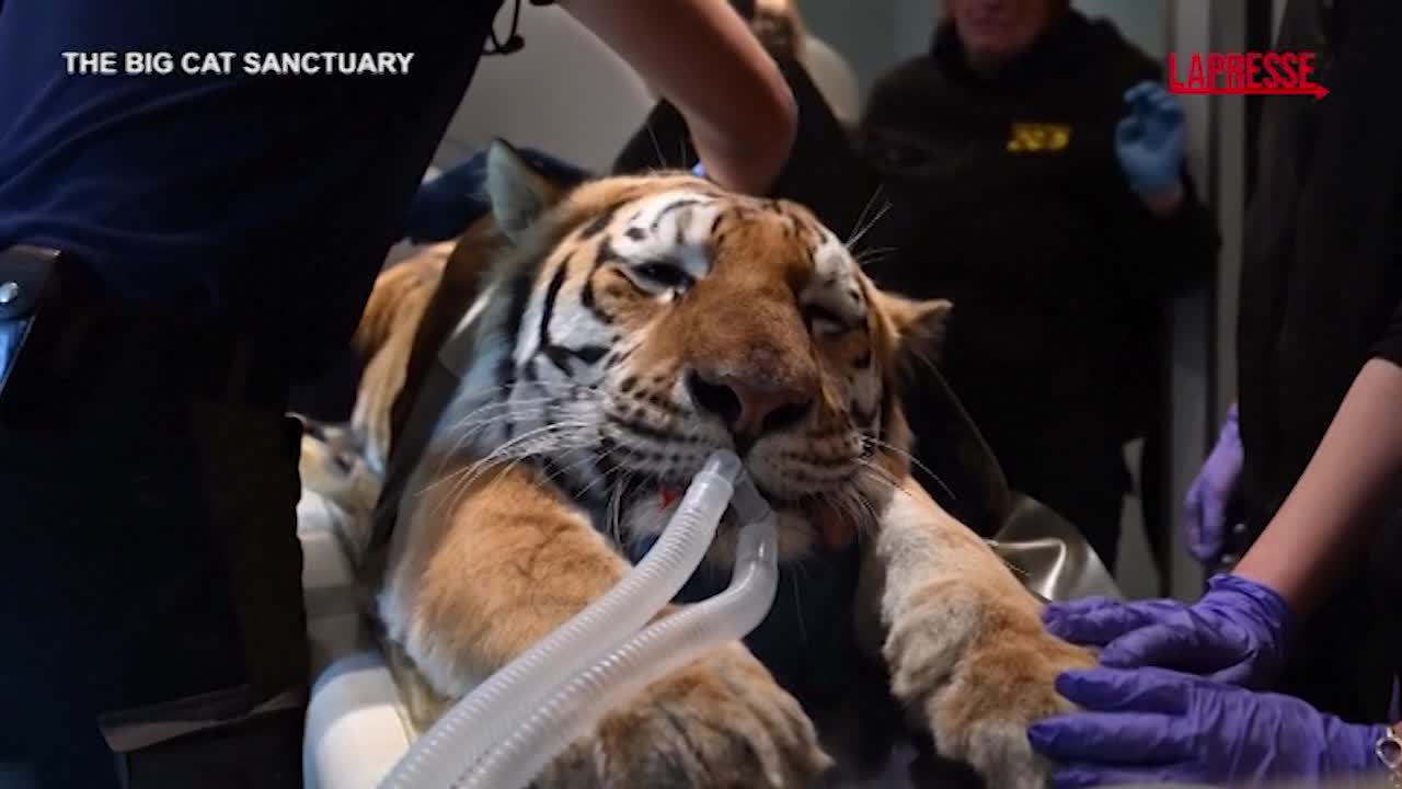 Regno Unito, tigri e ghepardi sottoposti a TAC: le immagini inedite dal Big Cat Sanctuary Regno Unito, tigri e ghepardi sottoposti a TAC: le immagini inedite dal Big Cat Sanctuary