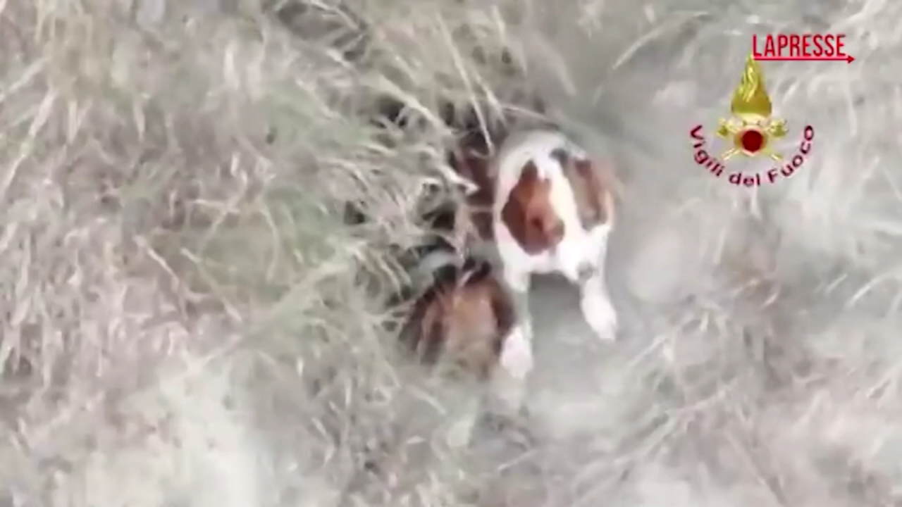 Ravenna, cani scivolano su una parete rocciosa: il difficile salvataggio dei vigili del fuoco Ravenna, cani scivolano su una parete rocciosa: il difficile salvataggio dei vigili del fuoco
