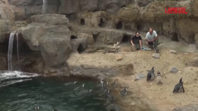 Lisbona, i pinguini tornano nell'Oceanário dopo 10 mesi: entusiasti i visitatori