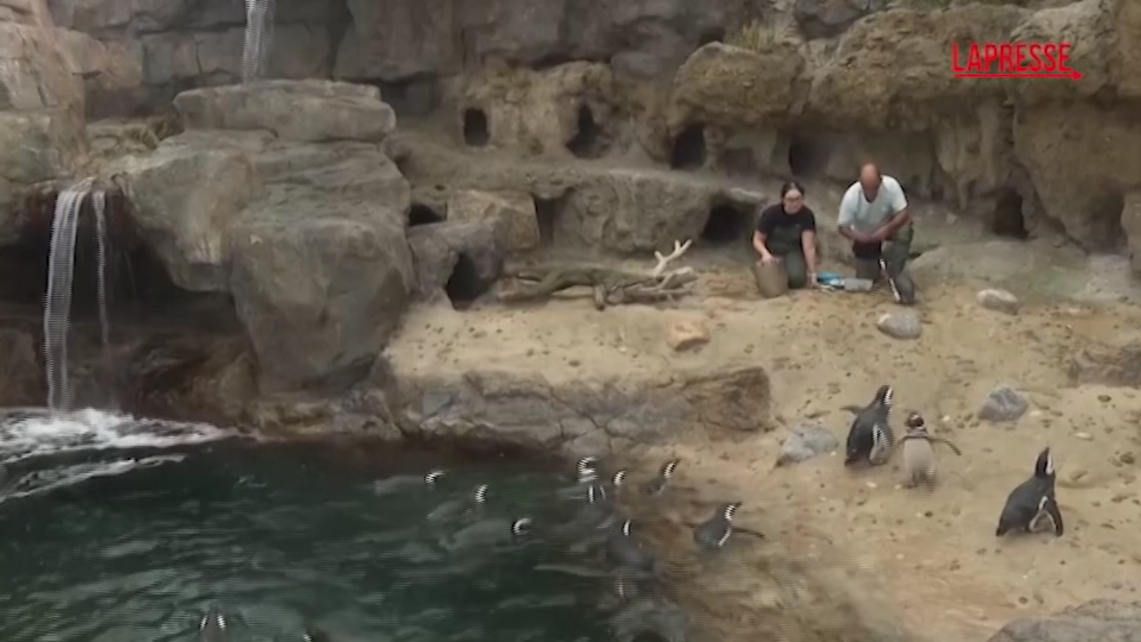 Lisbona, i pinguini tornano nell Lisbona, i pinguini tornano nell