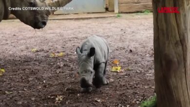 Regno Unito, le incredibili immagini della nascita di un raro cucciolo di rinoceronte bianco