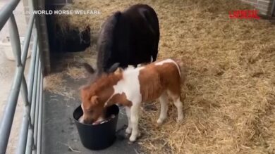 Regno Unito, al Glenda Spooner Farm la piccola pony Pam è un'attrazione