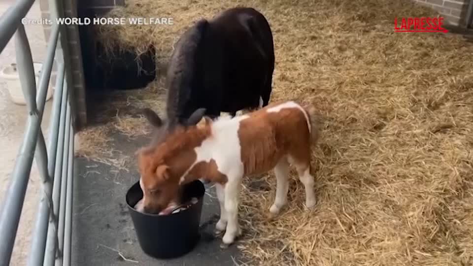 Regno Unito, al Glenda Spooner Farm la piccola pony Pam è un Regno Unito, al Glenda Spooner Farm la piccola pony Pam è un