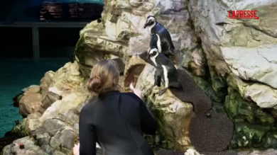 Un’isola per i pinguini anziani: la trovata del New England Aquarium