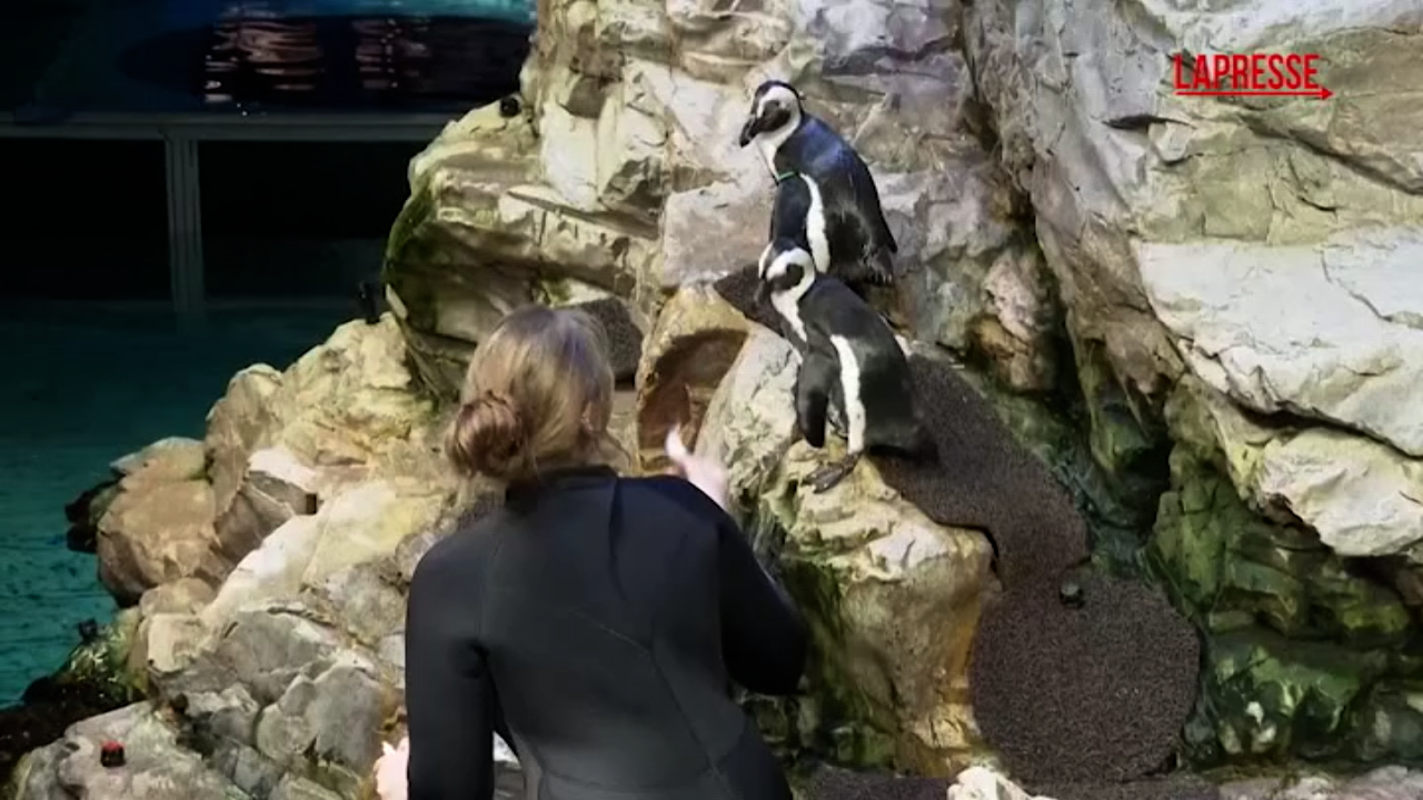 Un’isola per i pinguini anziani: la trovata del New England Aquarium