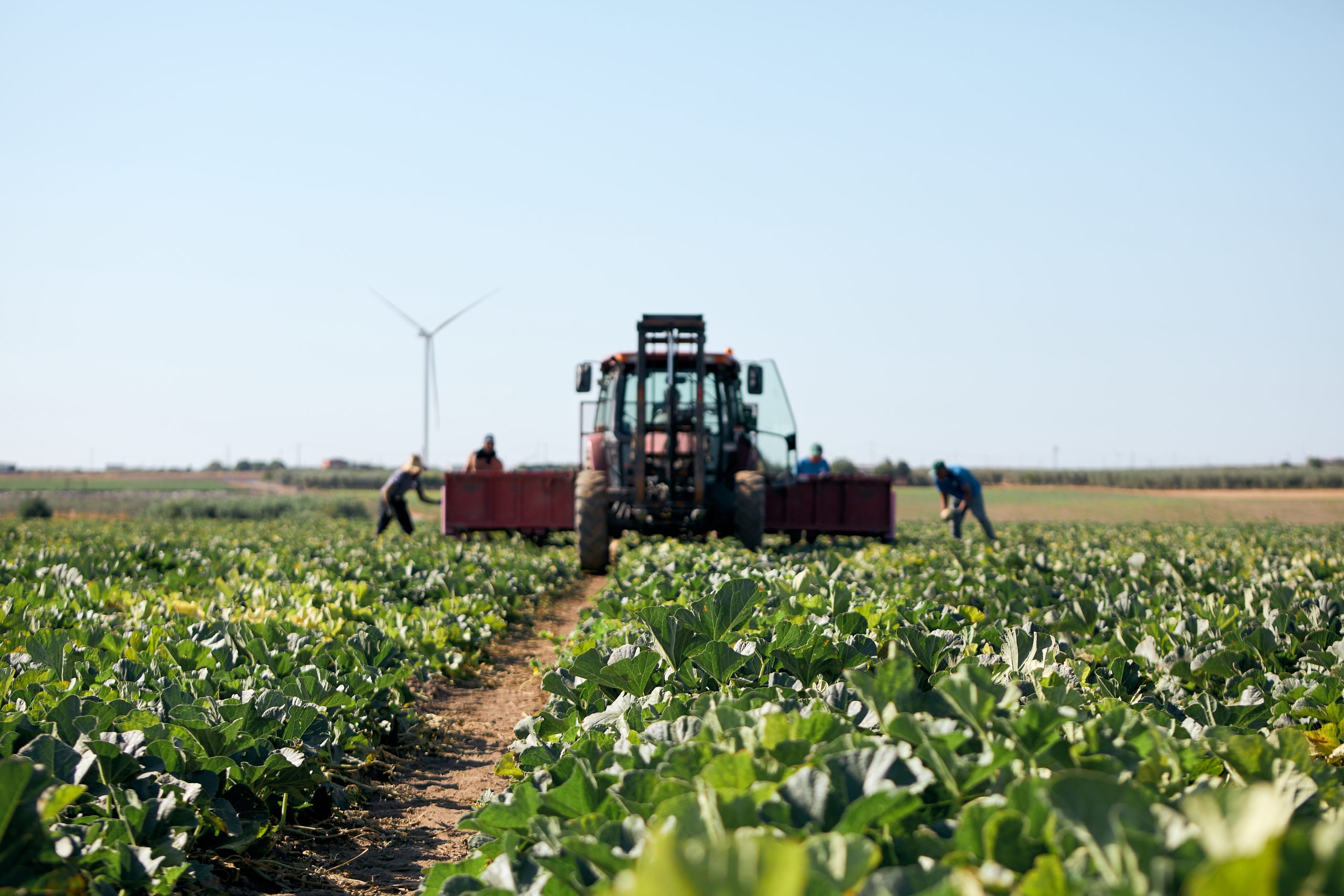 Lo usi, lo lasci a terra, nutre il suolo: il telo di Novamont per l’agricoltura