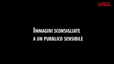 Greenpeace, immagini shock da un allevamento di maiali in Italia