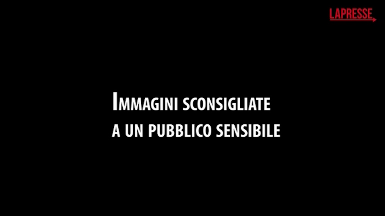 Greenpeace, immagini shock da un allevamento di maiali in Italia Greenpeace, immagini shock da un allevamento di maiali in Italia