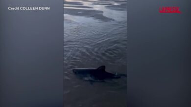 Usa, squalo arenato in Oregon: una donna coraggiosa tenta di aiutarlo