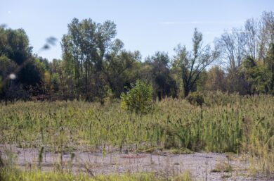Cacciatore stroncato da un malore in Trentino: il cane lo veglia per due giorni