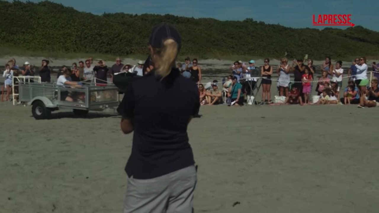 usa la tartaruga marina swim shady ritorna nell oceano atlantico